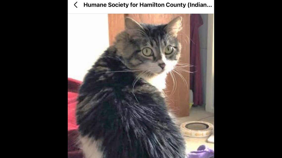 Jazzy needs an understanding and patient owner.