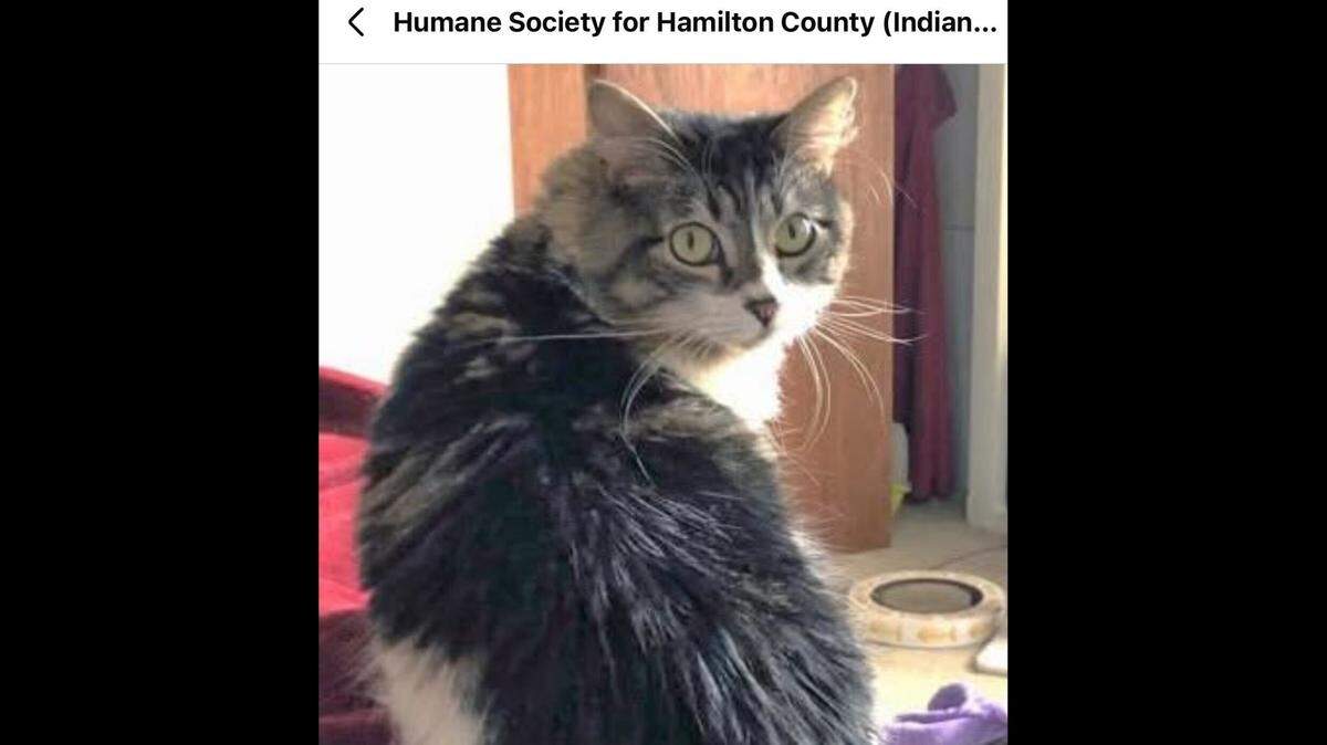 Jazzy needs an understanding and patient owner.