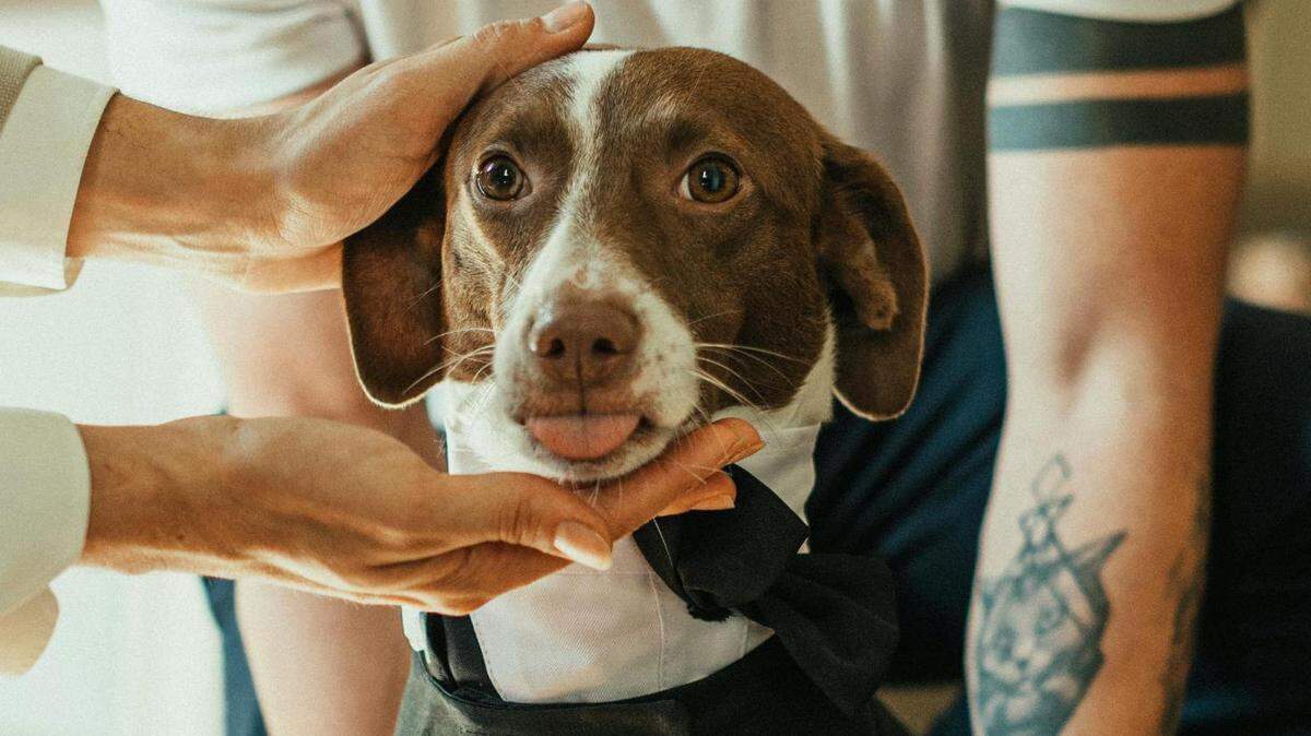 Stock image of a puppy.