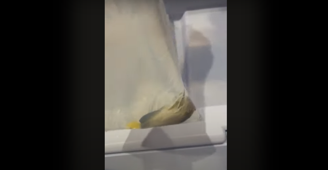 Footage shared with People for the Ethical Treatment of Animals (PETA) by former employees of Fort Worth’s SeaQuest aquarium allegedly shows a fish that likely suffocated to death during transportation to the facility in a U-Haul truck.
