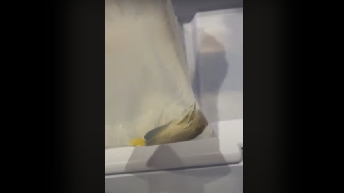 Footage shared with People for the Ethical Treatment of Animals (PETA) by former employees of Fort Worth’s SeaQuest aquarium allegedly shows a fish that likely suffocated to death during transportation to the facility in a U-Haul truck.