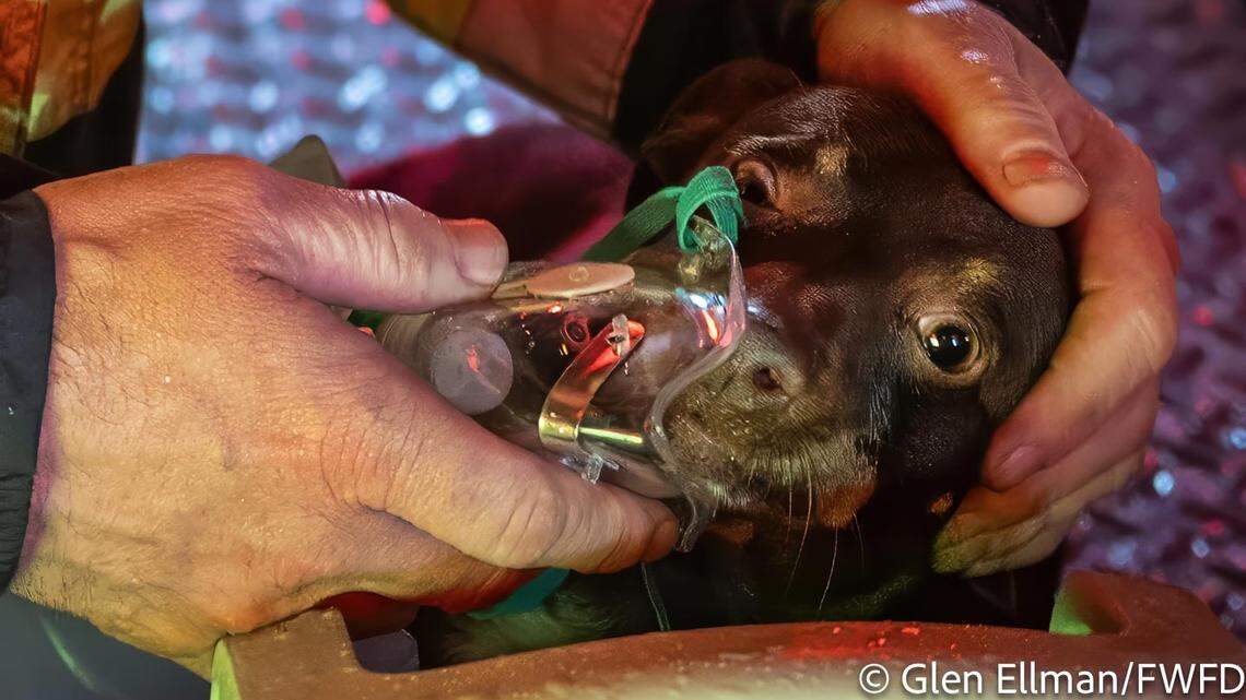 Two dogs rescued from Fort Worth house fire; home severely damaged