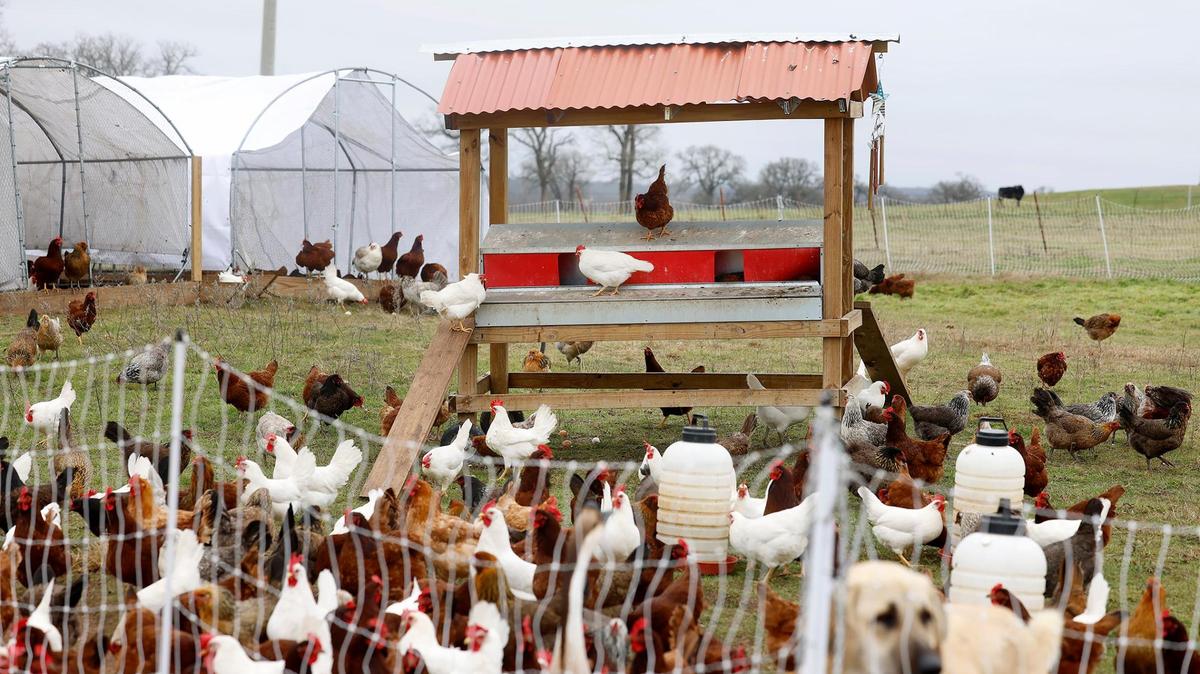 Around 500 pasture-raised chickens eat, roam and roost at JMZ Farms on Tuesday, Feb. 11, 2025, in Bridgeport. The farm offers a subscription egg service for customers in the Dallas-Fort Worth area.