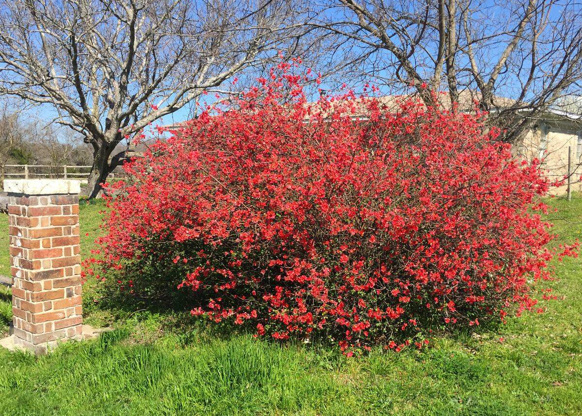 Flowering quince in an older neighborhood marks first days of spring.