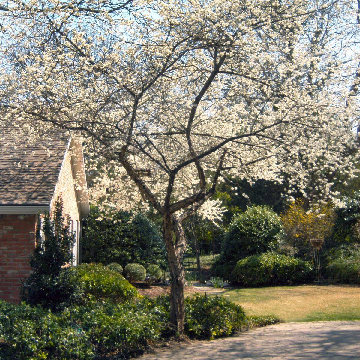 A Mexican plum in bloom with fragrant white early spring blooms.