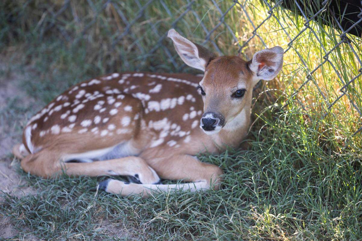 A fawn curls up to wait for mom in a pen in 2022 at RW Trophy Ranch in North Texas.