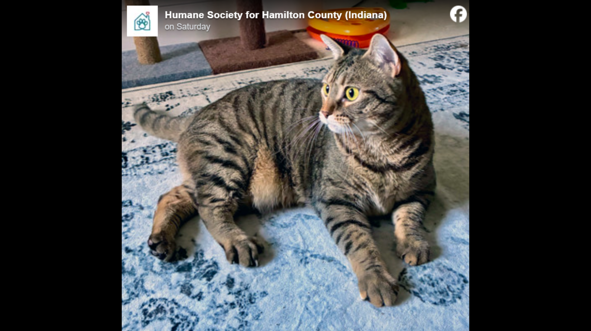 Skye is ready for a brand new home.