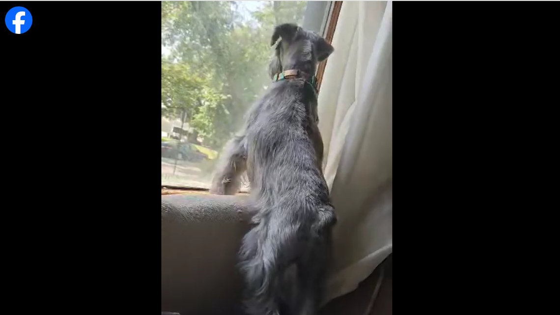 The personality of the pup shines even through her barks.