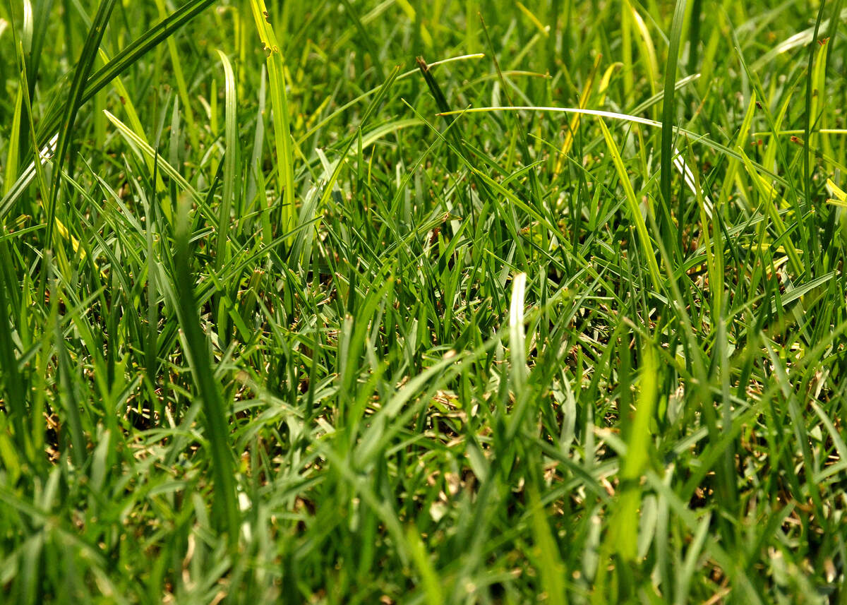 Nutsedge is shown taking over bermuda grass. Nutsedge has triangular stems. Grasses always have round stems. You can feel the difference if you roll stems between thumb and index finger.