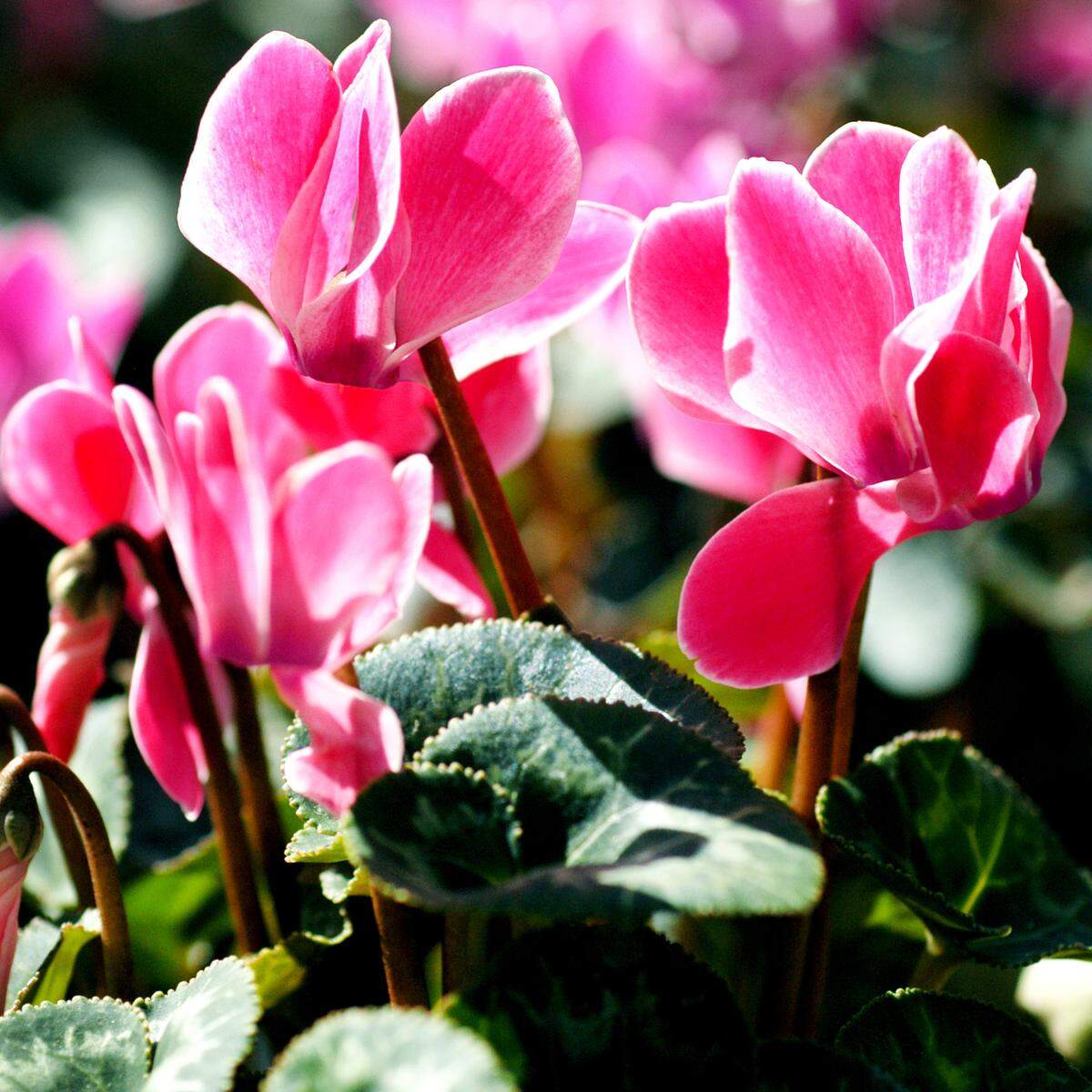 Cyclamen plants and blooms will tolerate light frosts. They love cool conditions, but protect them from temperatures below 30.