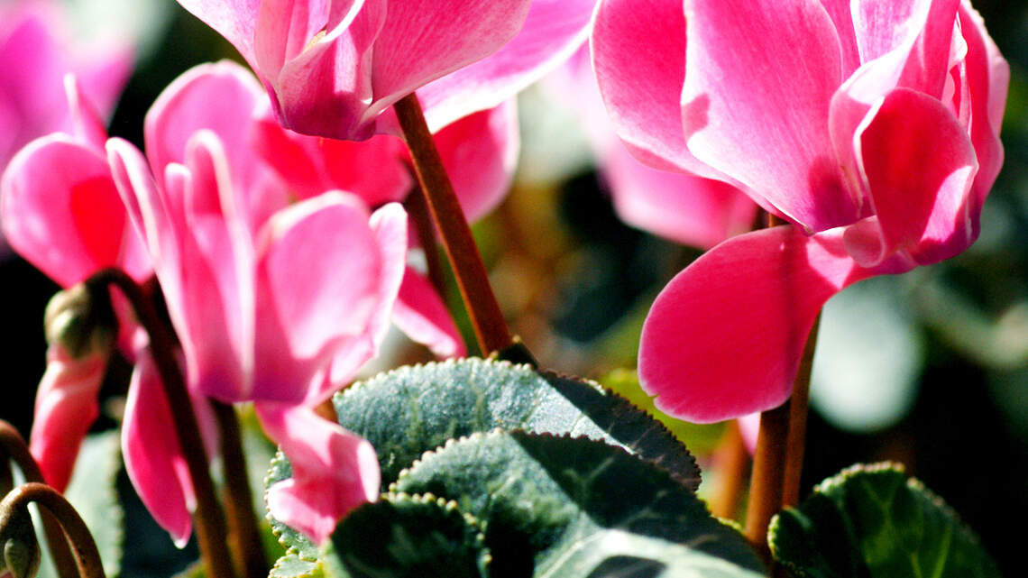 Winter is upon us. Here are your critical tasks for North Texas gardens and landscapes
