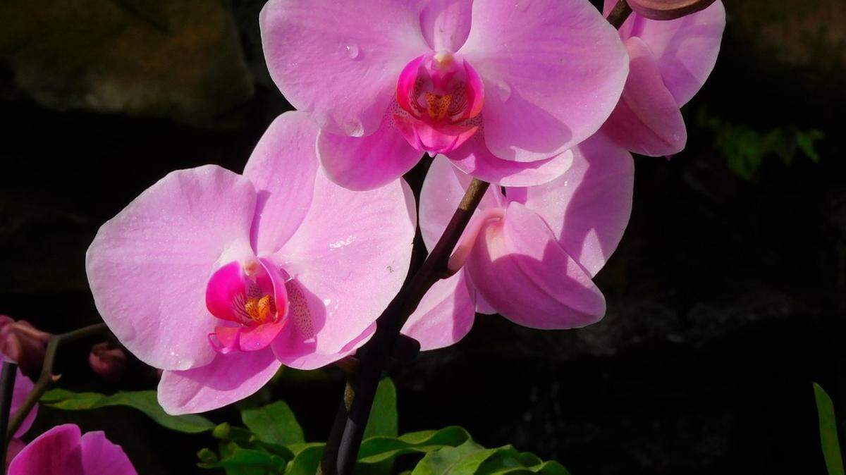 The World of Orchids features thousands of different orchids at the garden’s Rainforest Conservatory through April 9.