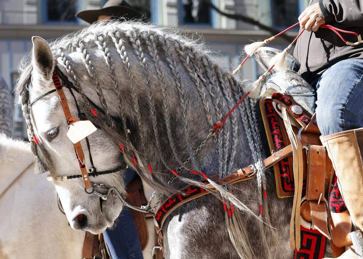 Details in preparing horses for the parade took hours for the Fort Worth Stock Show and Rodeo parade in Fort Worth, Texas, Saturday, Jan, 13, 2024.