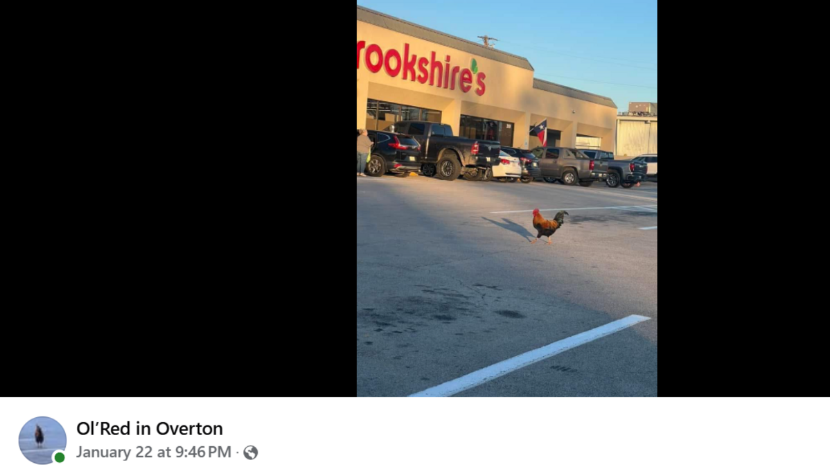 Ol’ Red, a local celebrity rooster in Overton, Texas, makes his way through the Brookshire’s parking lot.