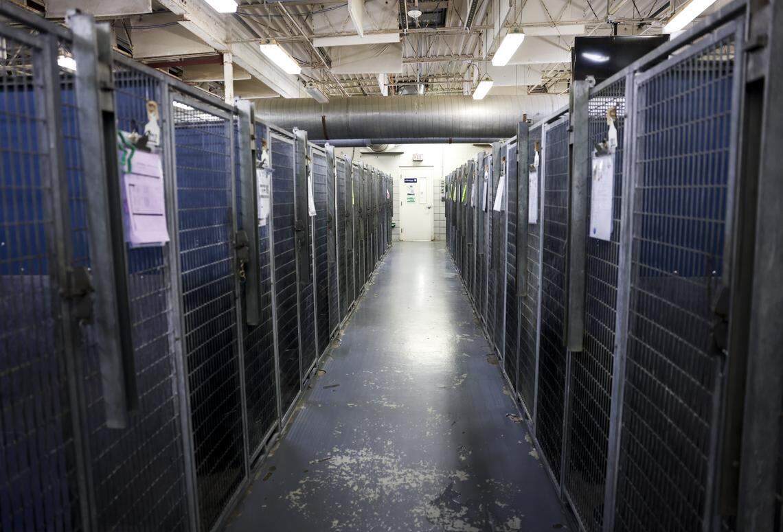 Large dog kennels are near capacity at Chuck & Brenda Silcox Animal Care & Adoption Center on Tuesday, April 14, 2026 in Fort Worth. The city of Fort Worth wants to borrow $59,874,000 to build a new animal shelter, equipping it with modern vet facilities, kennels, natural light and a play yard.