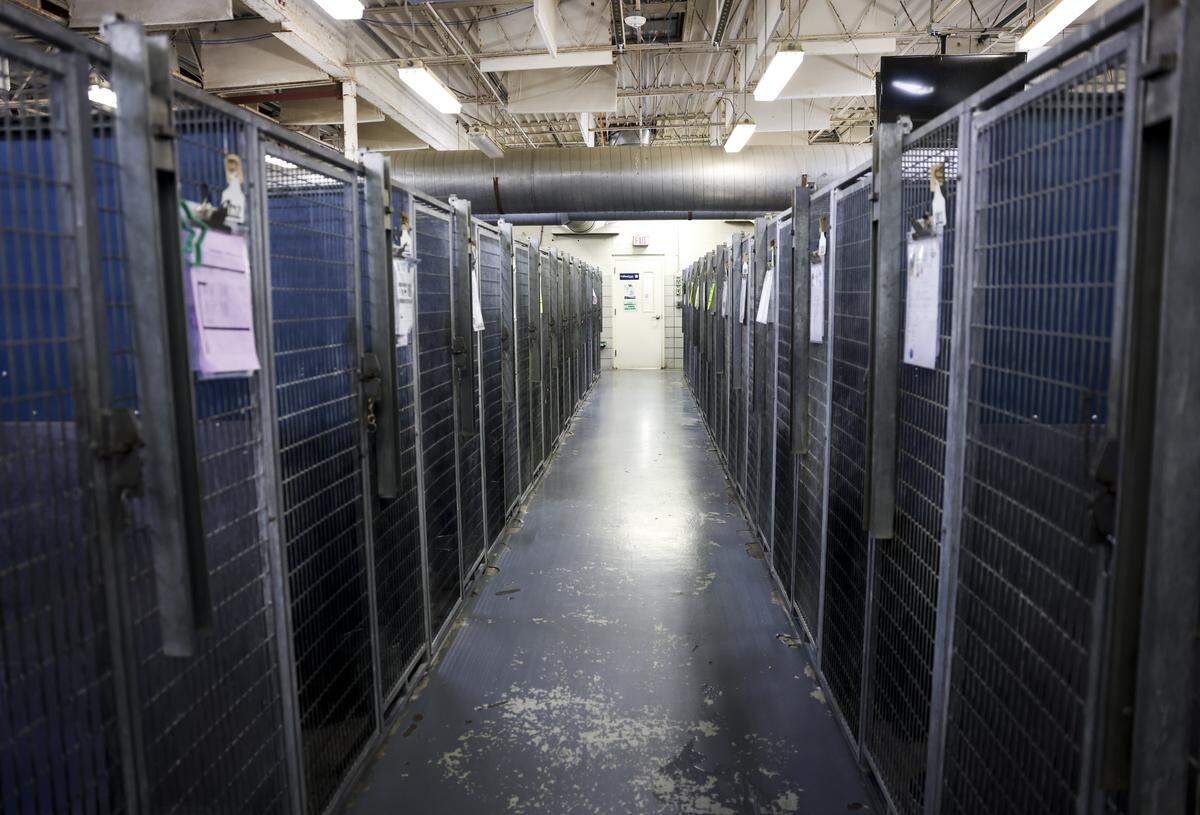 Large dog kennels are near capacity at Chuck & Brenda Silcox Animal Care & Adoption Center on Tuesday, April 14, 2026 in Fort Worth. The city of Fort Worth wants to borrow $59,874,000 to build a new animal shelter, equipping it with modern vet facilities, kennels, natural light and a play yard.