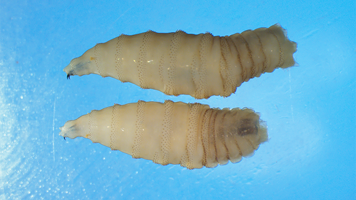 The New World screwworm is a flesh-eating parasite that lays eggs in open wounds. It can be devastating to livestock and, in rare cases, humans.