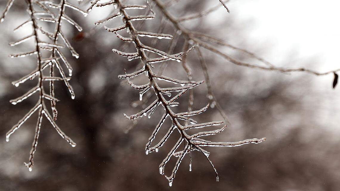 Ice coats the branches of a tree on Magnolia Street in Fort Worth on Thursday, February 2, 2023. Temperature began rising above freezing on Thursday, helping to clear roads from ice.