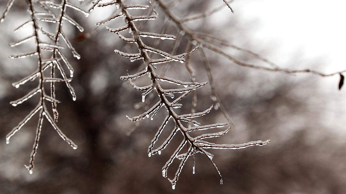 Ice coats the branches of a tree on Magnolia Street in Fort Worth on Feb. 2, 2023. 