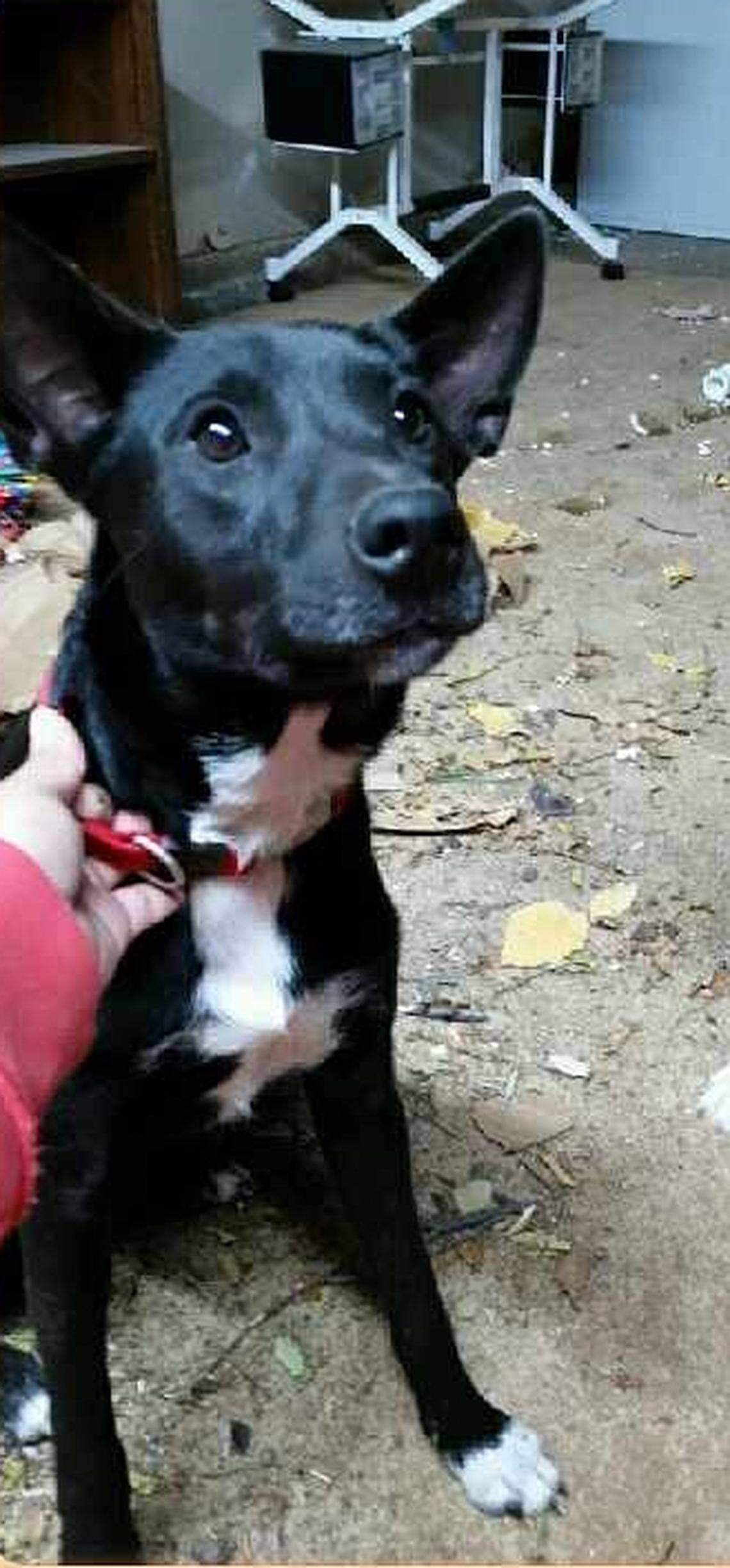 Leela suffered a single stab wound but survived.