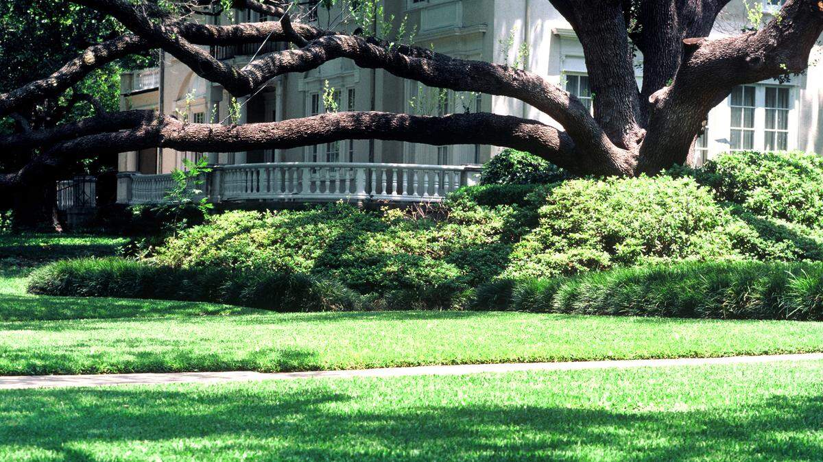 Old live oaks are not good for small landscapes in the Metroplex.