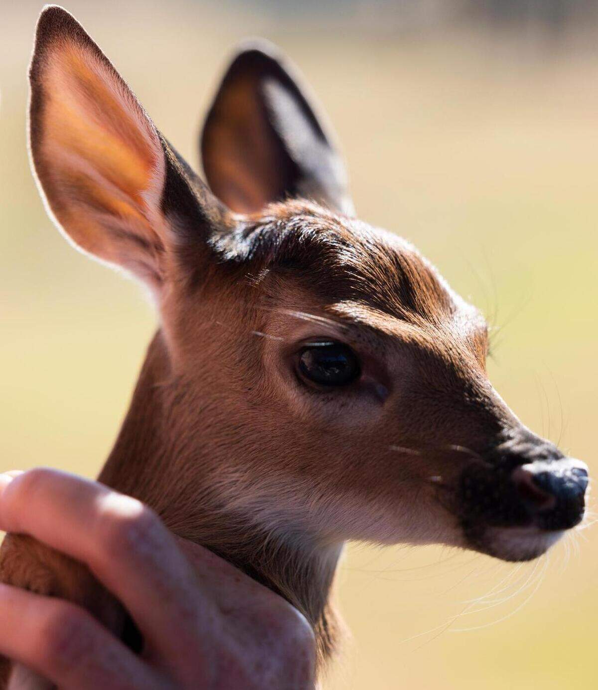 Maree Lou Williams holds a day-old fawn Thursday, July 7, 2022, at RW Trophy Ranch in North Texas. Deer on the farm have tested positive for chronic wasting disease and the owner Robert Williams continues to fight against the Texas Parks and Wildlife order to kill the rest of the herd.