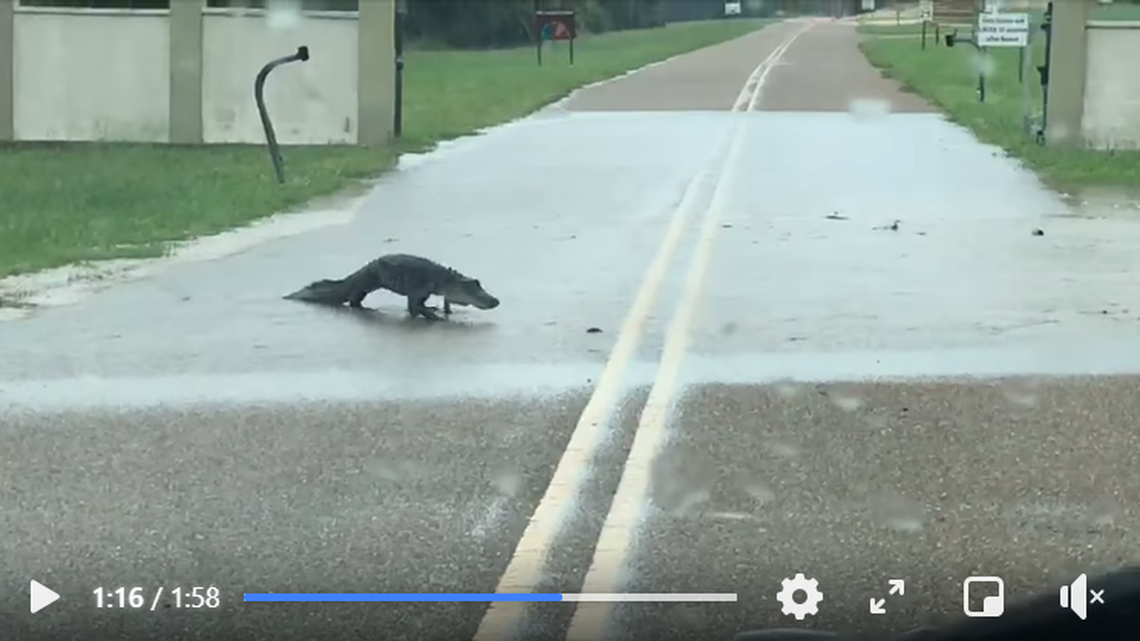 An alligator crosses the road for a snack at the Aransas National Wildlife Refuge in Texas.