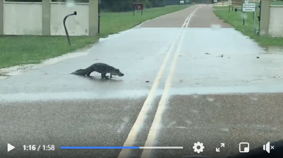 An alligator crosses the road for a snack at the Aransas National Wildlife Refuge in Texas.