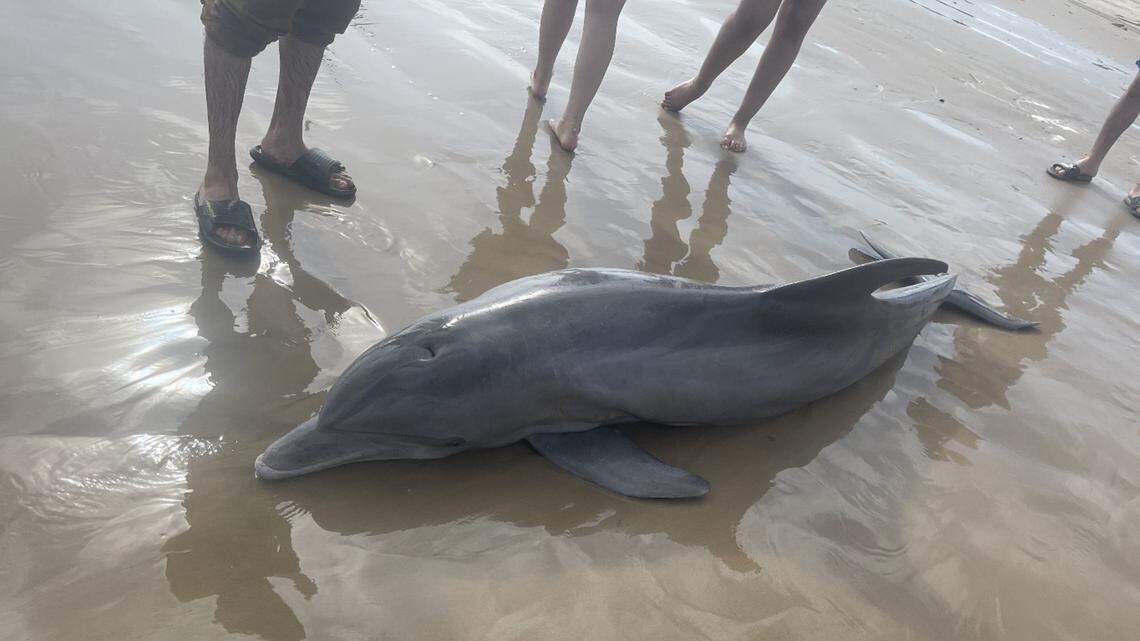 A dolphin died on Quintana Beach in Texas after authorities say she was harassed by beach goers.