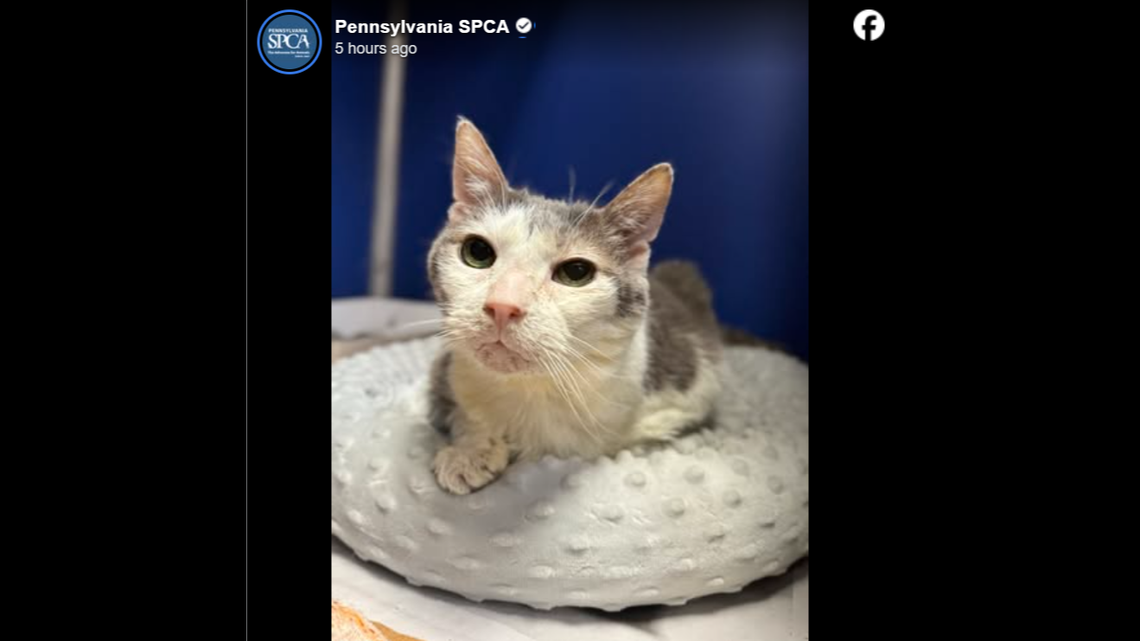 Parsnip is only 14 years young.