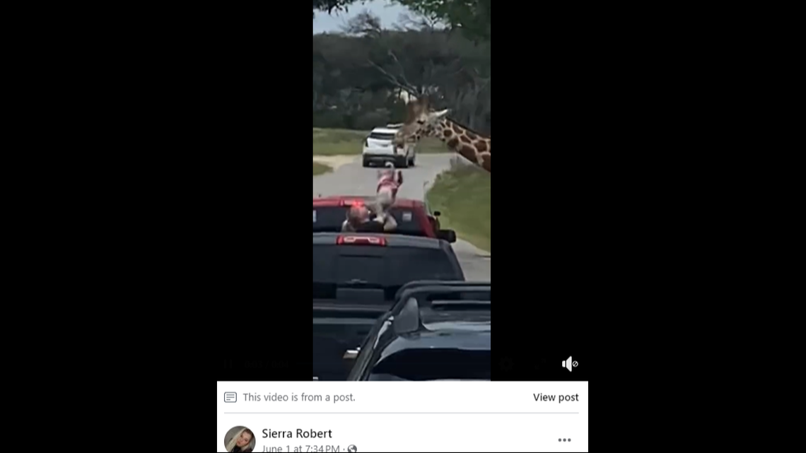 The 2-year-old girl is picked up by the giraffe.