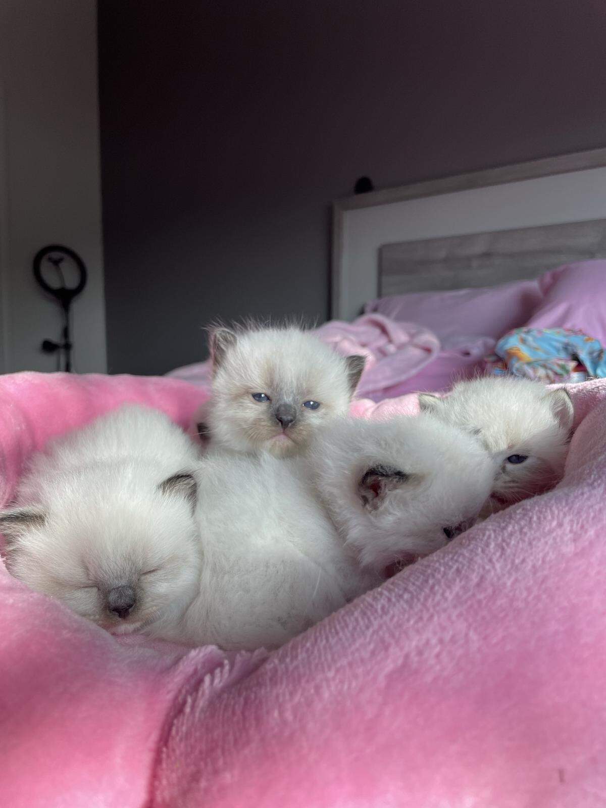 The TikTok creator fell in love with the first ragdoll cat she got out of college, leading her to raise five ragdoll cats and seven kittens.