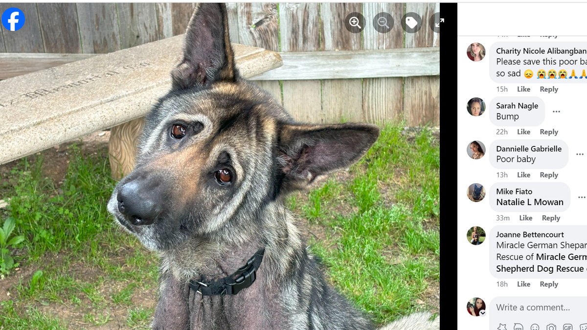 “If it’s in your soul to make a difference in a dog’s life, then this guy would be ever so grateful for the opportunity.”