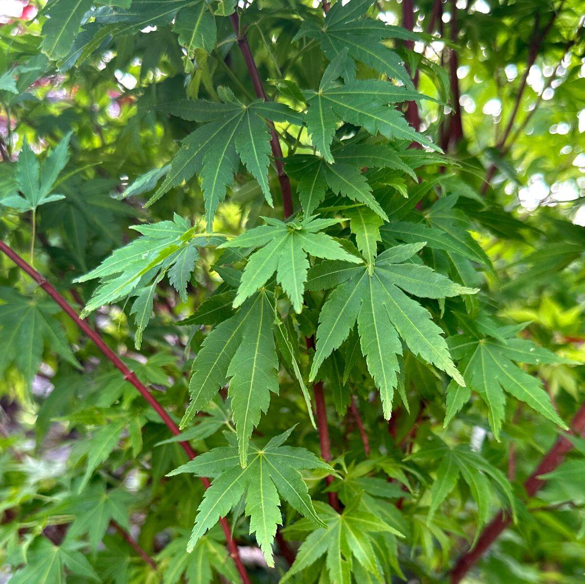 Coral Bark Japanese maple has green foliage (with handsome fall shades), but is most noted for its coral-red stems.