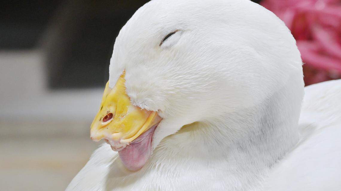Polly the duck is missing more than half of her bill. Students at Southwestern University in Texas are working to create a prosthetic bill using a 3D printer. 