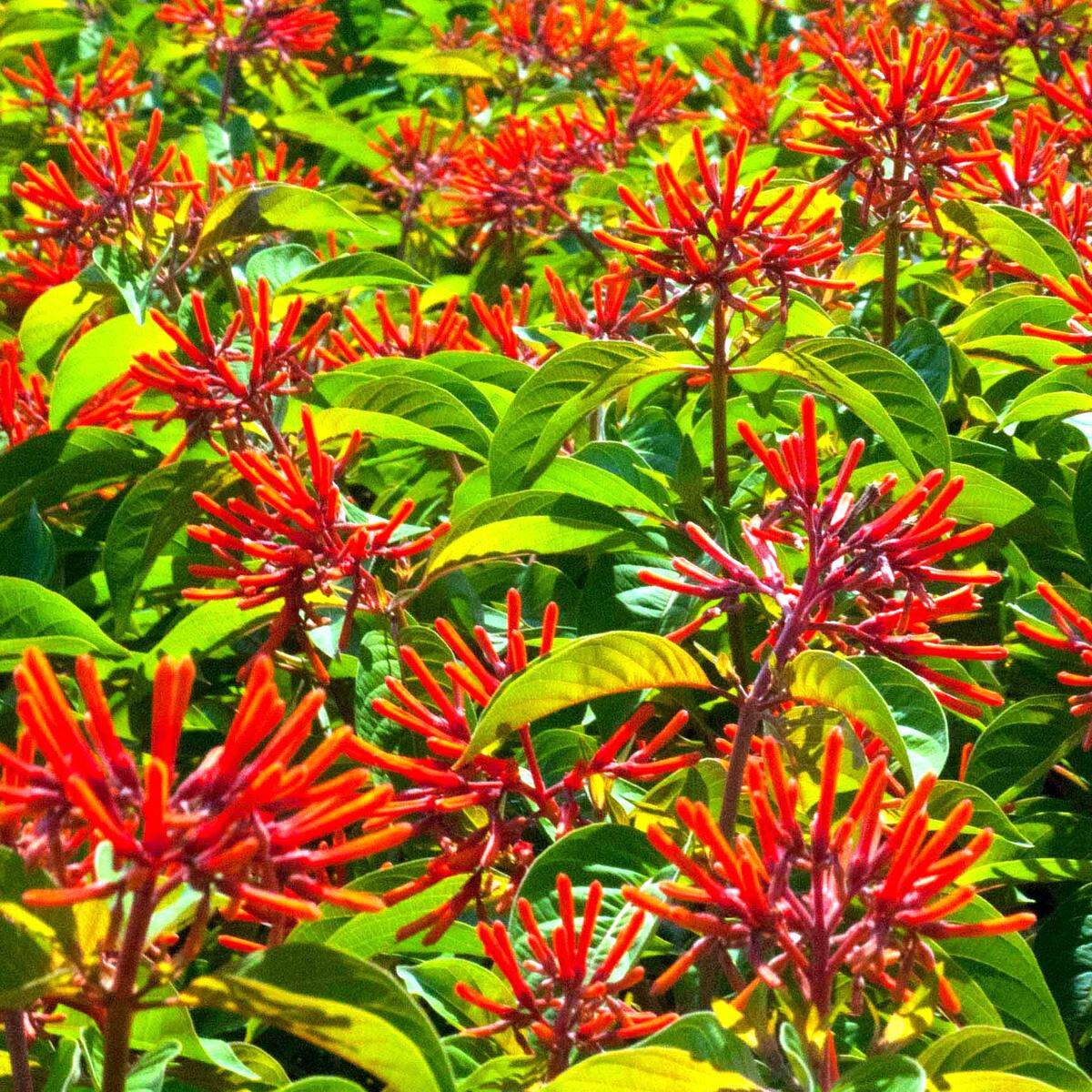 Firebush.