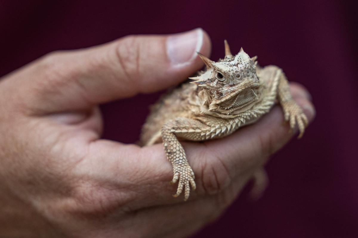 Robyn Doege, an assistant curator for aquatic ectotherms, holds a Texas Horned Lizard for the grand reopening of the reimagined Mountains & Desert exhibit in the Fort Worth Zoo on Thursday.