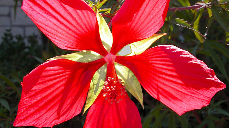 Looking showy summer blooms in your North Texas garden? Try this sprawling plant