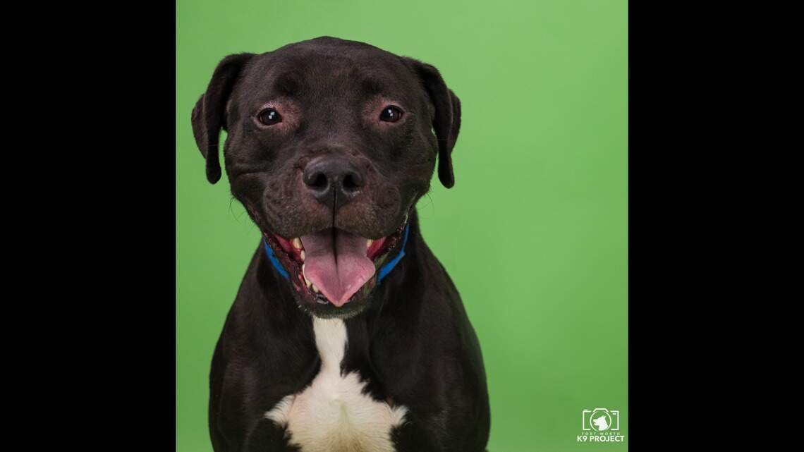 Adopt me! Meet Alpha