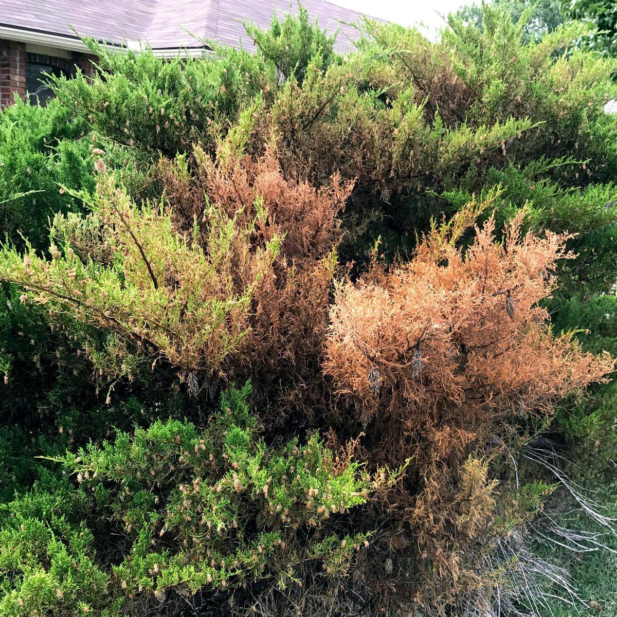 The impact of a terrible infestation of bagworms on a large juniper. There is no coming back for this shrub.