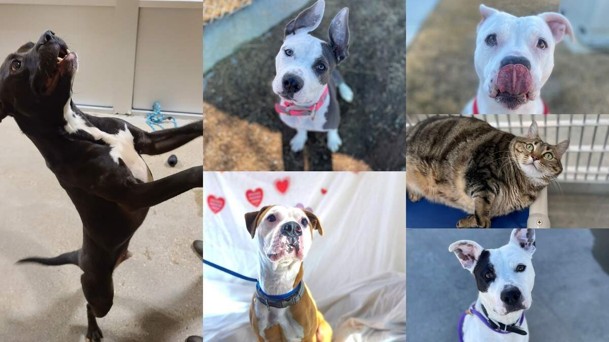 Animals that are available to adopt in Fort Worth.