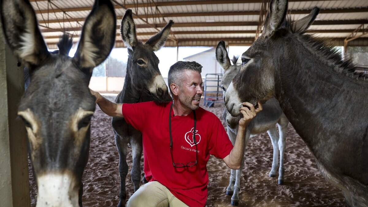 ‘Donkey King’ opens first donkey hospital in U.S. here in North Texas