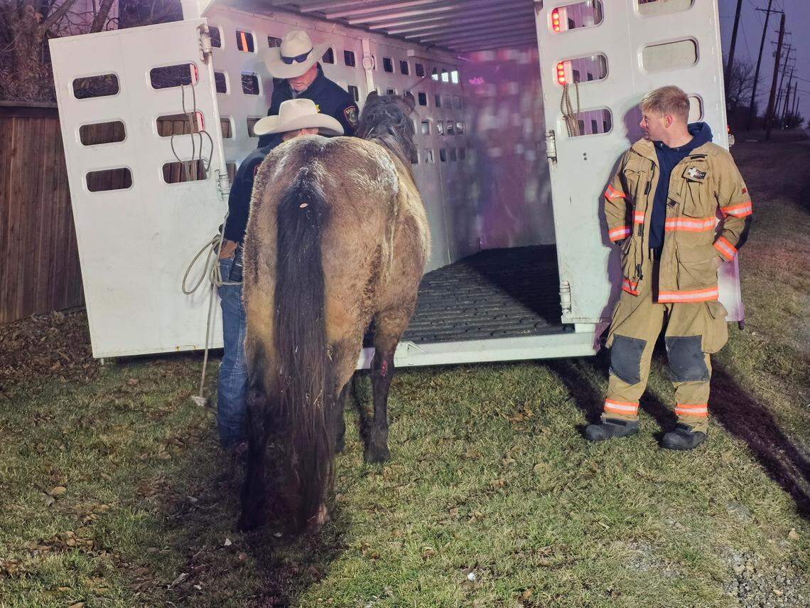Fort Worth firefighters and Tarrant County sheriff’s deputies rescued a horse stuck in a cattle guard on Friday, Dec. 20.