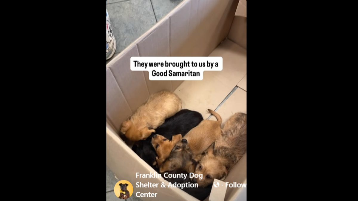 The puppies were found huddled together in a box