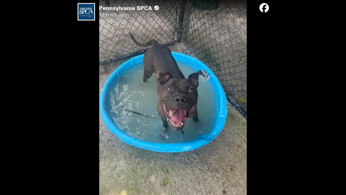Smokey offers up big smiles as he plays in a pool.