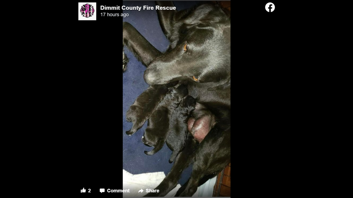 The three puppies have been reunited with their mother.