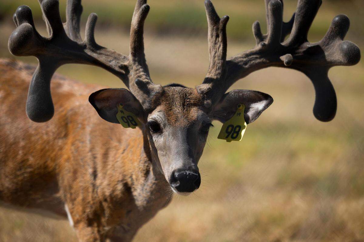 This July 2022 file photo shows a buck with velvet antlers in a breeding pen at RW Trophy Ranch in North Texas.