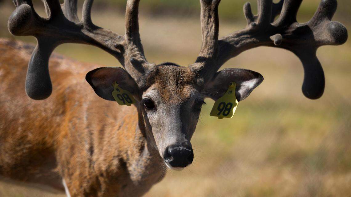 In this July 2022 file photo, bucks with velvet antlers in the pens at RW Trophy Ranch in North Texas. Rancher Robert Williams is fighting the state’s kill order for his deer, after several tested positive for Chronic Wasting Disease.