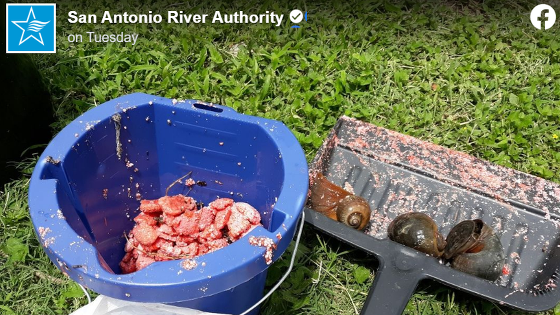 Giant apple snails and their egg casings removed from the San Antonio River.