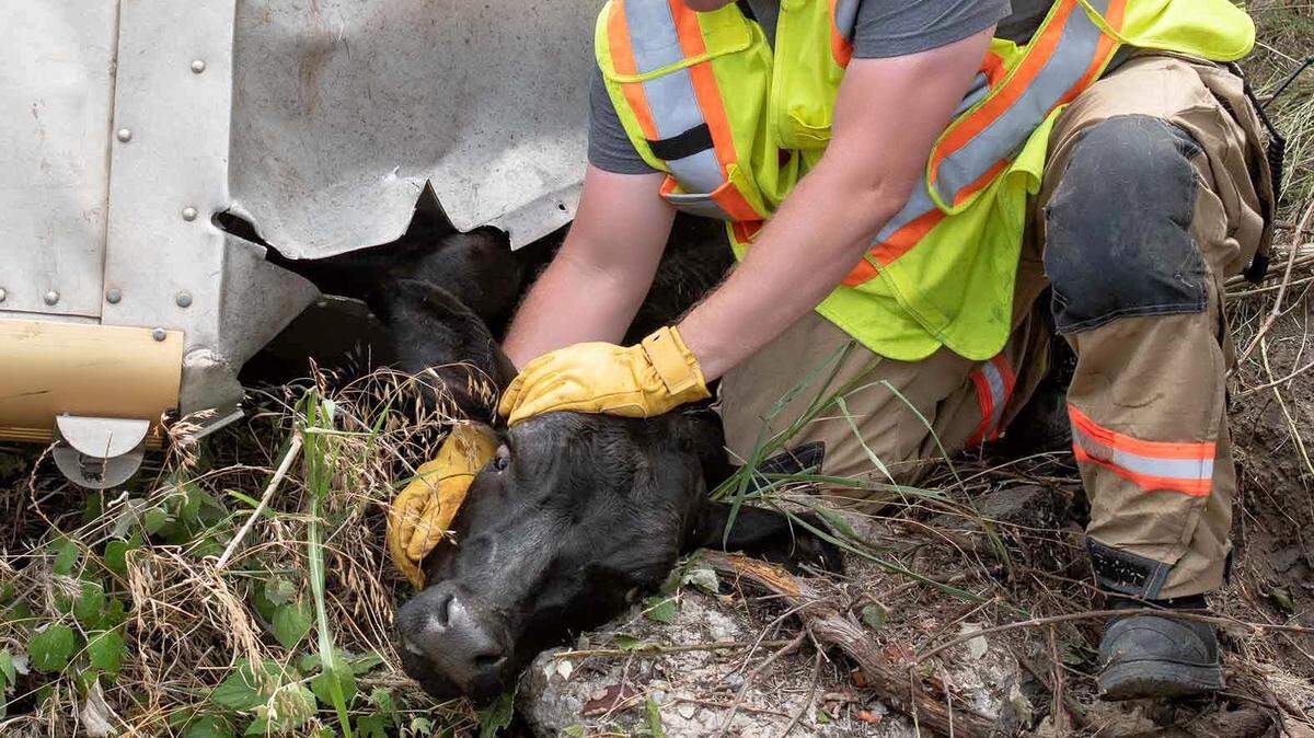A trailer filled with cows went off the road on Loop 820 near Team Ranch Road at about 12:30 p.m. Sunday, according to the Fort Worth Fire Department. 